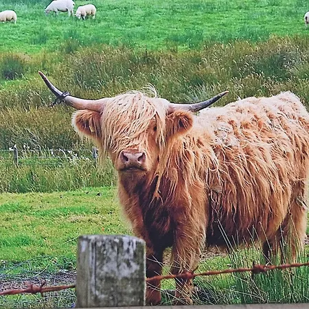 Scottish Highlander