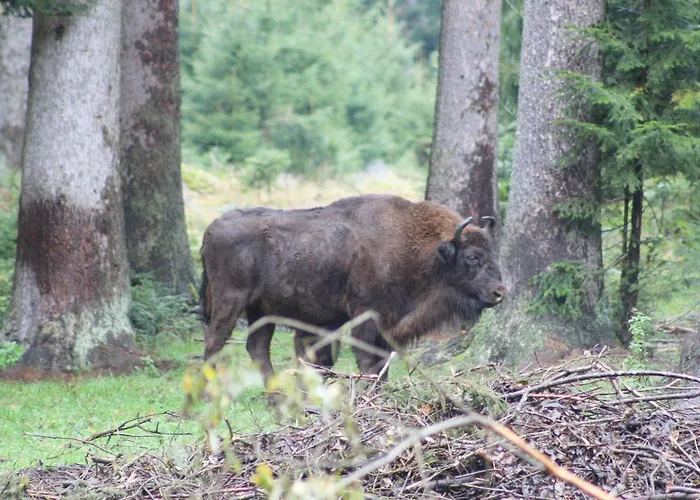 Scottish Highlander ゲストハウス 3*