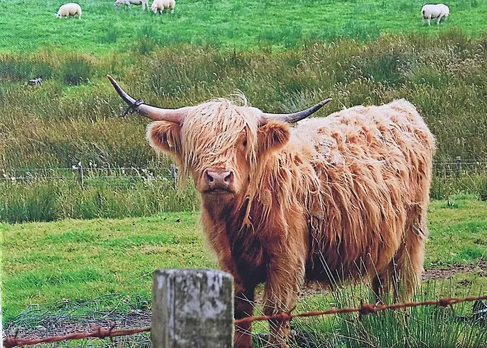Scottish Highlander